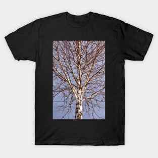 Birch tree against blue sky T-Shirt